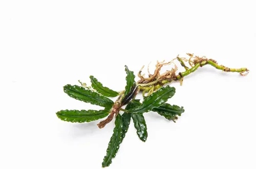 Vista 15 de SubstrateSource Bucephalandra Brownie Phantom - Planta de acuario viva – Decoración natural de pecera de agua dulce, decoración acuática