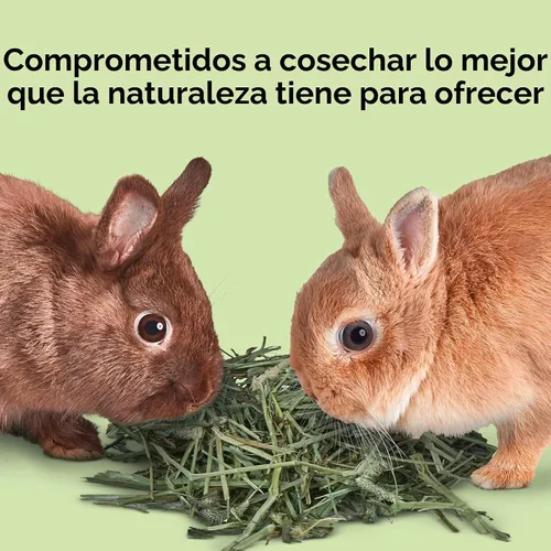 Vista 11 de Kaytee Heno Timothy cortado con obleas para conejillos y cobayas, 180 onzas