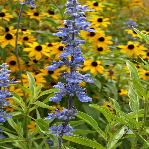 Vista 3 de 250 semillas de flores de salvia azul Salvia Farinacea