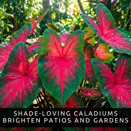 Vista 13 de Bulbos de Caladium Scarlet Arrow para Plantar - Excelentes Plantas de Interior (6 Bulbos)