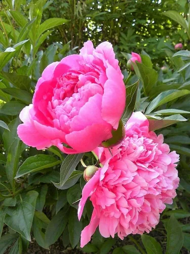Vista 2 de 5 Semillas Mezcla Peonía China Jardín Flor Lactiflora Rojo Rosa Blanco #SDF01