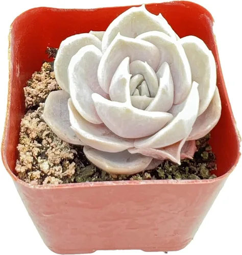 Vista 18 de Plantas suculentas vivas de 2", Aeonium 'Superbang', suculentas mini en maceta, planta de interior de fácil cuidado, regalos únicos, decoración