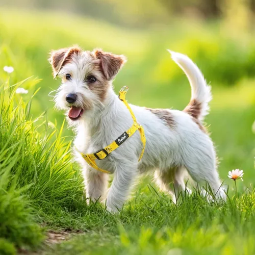 Vista 6 de Pupteck - Arnés para perros sin jalar, suave, ajustable, de nailon, talla básica, chaleco para cachorro, para caminar al aire libre con etiqueta