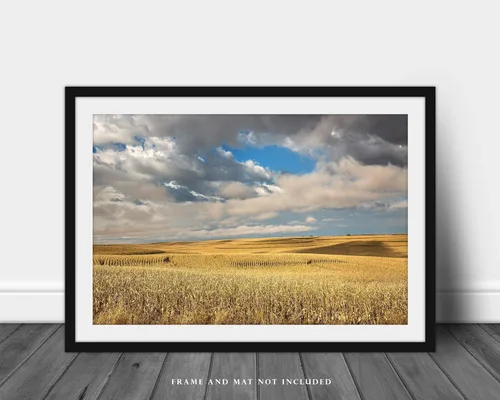 Vista 3 de Impresión de fotografía campestre (no enmarcada) Imagen de campos de maíz en terrazas doradas bajo el cielo de ensueño en el día de otoño en Iowa