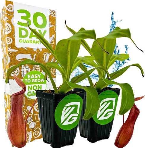 Vista 11 de Planta carnívora tropical Nepenthes Alata para jarrón, planta viva