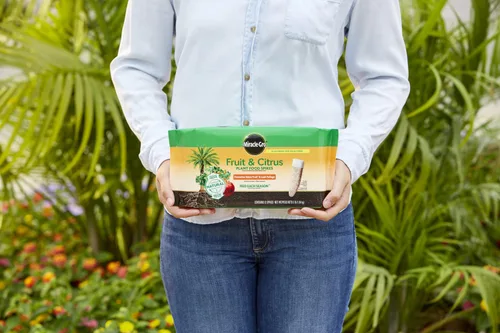 Vista 2 de Miracle-GRO Picos de alimento para plantas de frutas y cítricos, 12 picos (paquete de 2) 10-15-15 NPK Nutrición fácil de usar para árboles