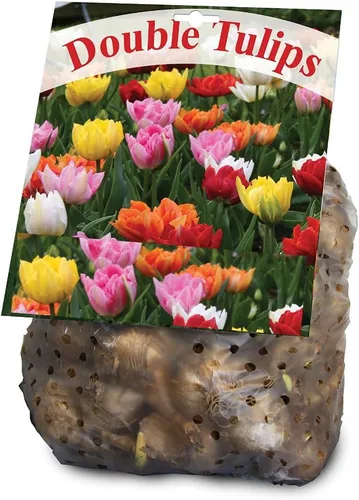 Vista 3 de Mezcla Doble de Tulipanes - 30 Bulbos de Tulipán Perennes