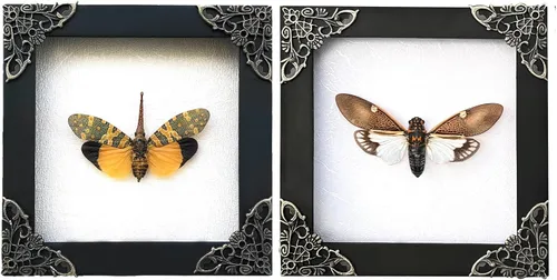 Vista 29 de 2 Real Dragonfly Specimens Shadow Box Framed Insect Display Oddities Curiosities Entomology Collection Natural History Wall Decor Gift for Nature