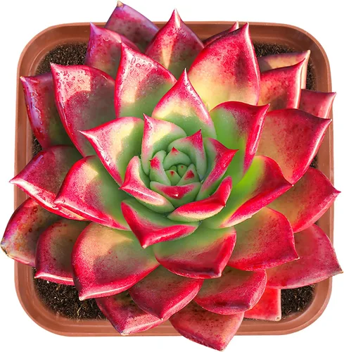 Vista 18 de Plantas de interior vivas suculentas "Bead Vine", tamaño aproximado de 2 pulgadas, suculentas en maceta, completamente enraizadas, de fácil cuidado