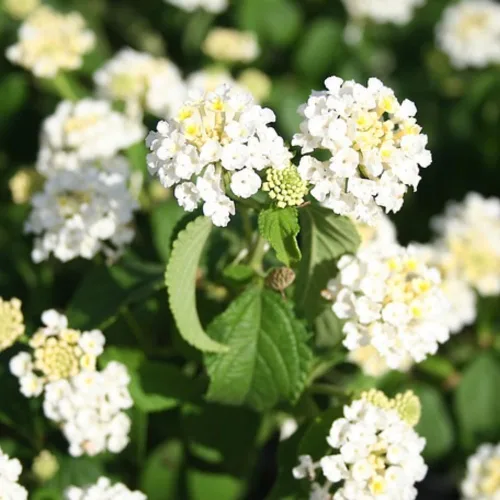 Vista 6 de 2 plantas Lantana vivas para plantar en interiores y exteriores, 4-8 pulgadas de alto, flores de Lantana fragantes de mariposa, sin maceta