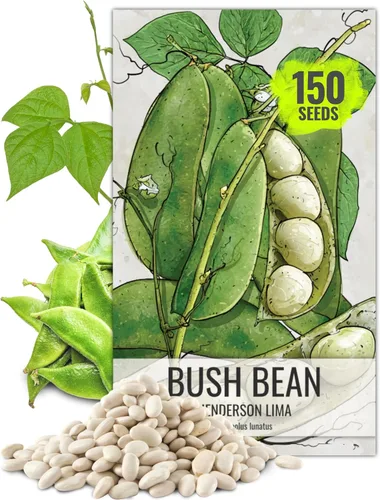 Vista 9 de Seed Needs Semillas de Frijol Lima para Plantar Frijoles Henderson Lima - Semillas de Vegetales Heirloom Sin OMG y Sin Tratar para Plantar un Jardín
