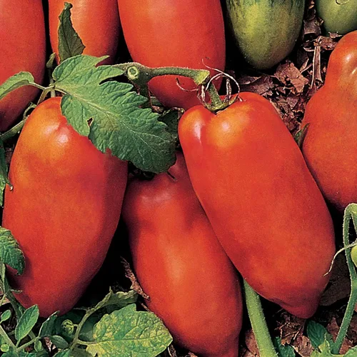 Vista 8 de Burpee 'Big Mama' Hybrid Tomate de pasta roja grande 50 semillas