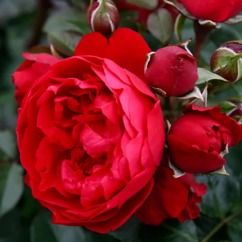 Vista 11 de Rosas trepadoras de reliquia, planta de raíz propia viva, Lady in Red™