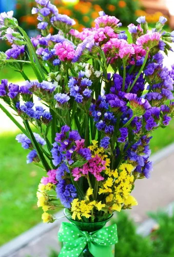 Vista 4 de Semillas Statice Wavyleaf Lavanda Mar (Limonium sinuatum) Kermek Mix Flores Anuales Sin OMG