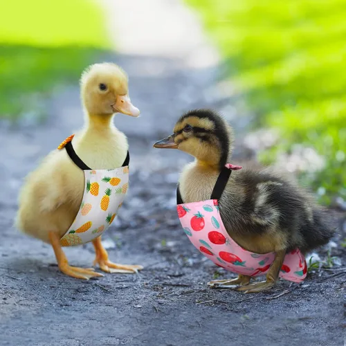 Vista 4 de DoubleFill 6 piezas de pañales para pollos para gallinas, gallos, patos reutilizables lavables con lazada para patitos, gallinas, gansos, aves