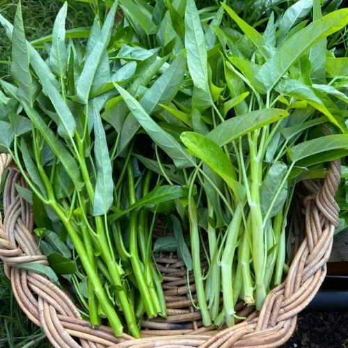 Vista 2 de Más de 2000 semillas de vegetales Kong Xin CAI Agua, espinacas Kangkong, deliciosas semillas de vegetales para plantación de hojas verdes, jardín