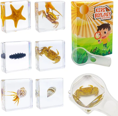 Vista 12 de Juego de muestras de insectos, colección de insectos, regalo educativo científico para niños de 3 a 8 a 12 años