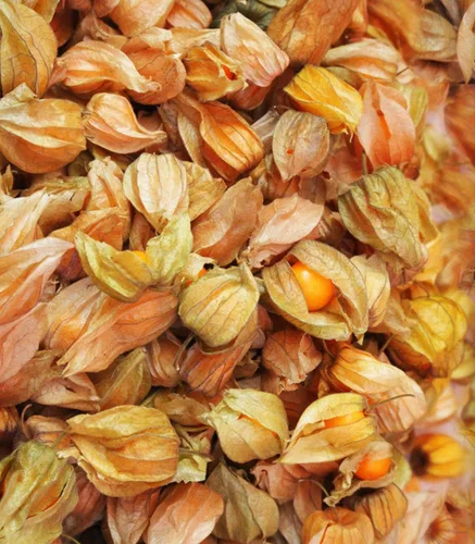 Vista 8 de Ground Cherry Aunt Molly's 50 Seeds