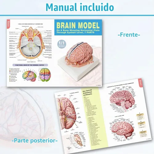 Vista 5 de EVOTECH SCIENTIFIC Modelo de cerebro humano con arterias, 7 piezas tamaño real, modelo de anatomía de cerebro en una base, muestra plano horizontal