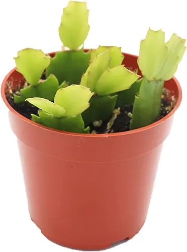 Vista 10 de Haworthia Zebra Succulent - 4" de California Tropicals