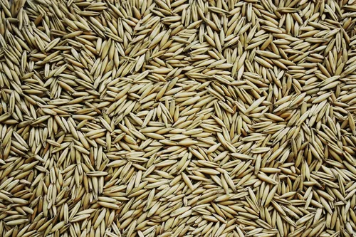 Vista 2 de Semillas de avena para plantar, sin OMG (1 libra)
