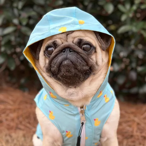 Vista 6 de Lucy & Co. Lucky Ducky - Impermeable reversible para perros y mascotas - Impermeable para perros - Poncho ajustable a prueba de agua para caninos