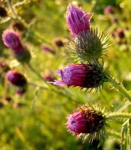 Vista 2 de 200 Great Burdock Arctium Lappa (Bardana comestible/Botones de Bardana/Botones de mendigo) Semillas de flores de HERB