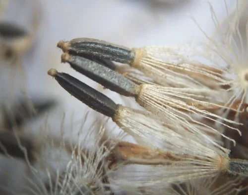 Vista 5 de Common Boneset/Eupatorium perfoliatum - 100 semillas (cultivadas orgánicamente)