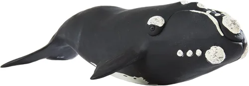 Vista 3 de Safari Ltd. Figura de ballena derecha – Figura detallada de modelo de plástico de 9.25 pulgadas – Divertido juguete educativo para niños, niñas