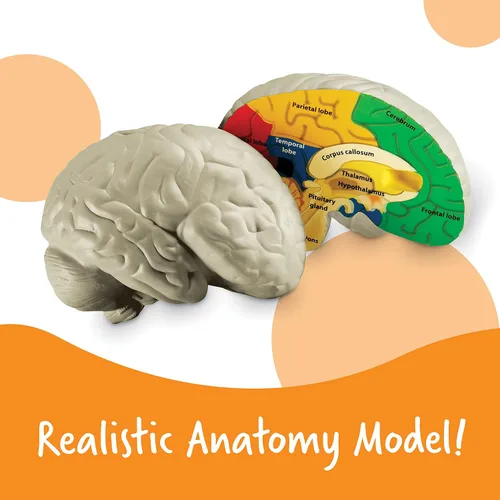 Vista 2 de Learning Resources, maqueta del cerebro con corte transversal