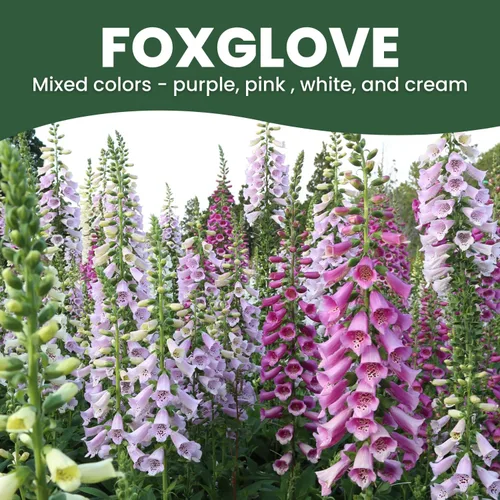 Vista 3 de Foxglove - Colores mixtos - 2,000 semillas para plantar - Temporada 2026 - Bolsa de 1/2 onza