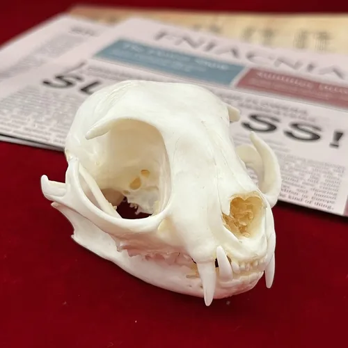 Vista 7 de Calaveras de animales reales en taxidermia, espécimen de huesos reales, suministros de taxidermia para educación científica, regalo especial