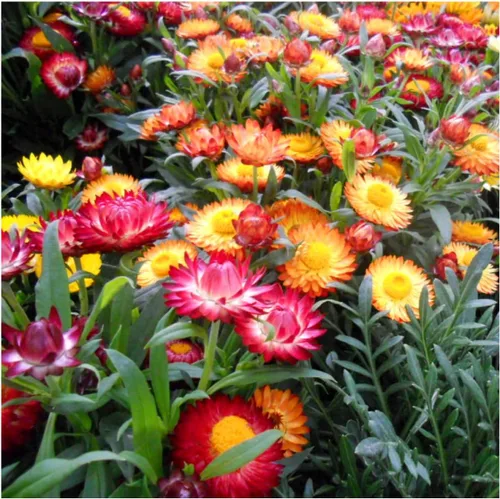 Vista 5 de Seed Needs - Semillas de fresa para plantar flores cortadas anuales mixtas, 1 paquete