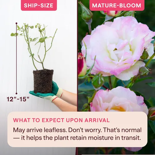 Vista 2 de Heirloom Roses Rose Bush - Easter Basket™ Planta amarilla viva para plantar al aire libre