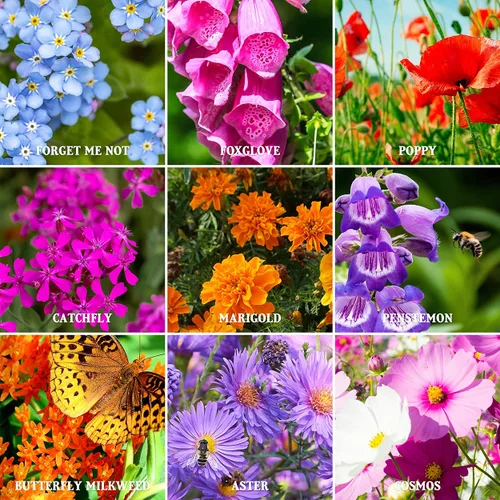 Vista 4 de The Old Farmer's Almanac Semillas de Flores Silvestres Premium Mezcla de Polinizadores de 23 Variedades - Sin OGM, Polinización Abierta - Columbine