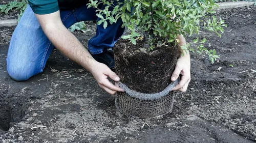 Vista 3 de Digger's - Cestas de velocidad de protección de raíces de 2 galones para plantas, control Gopher para una plantación eficiente, paquete de 2