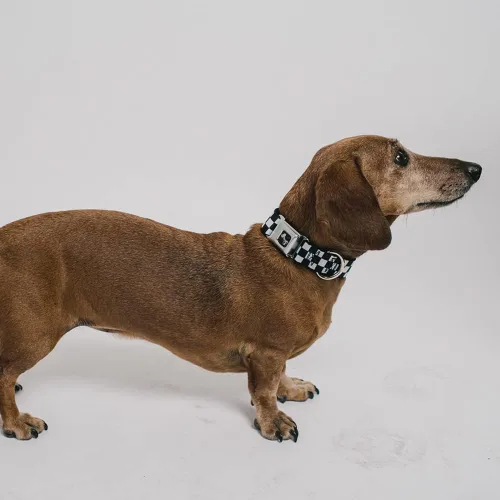 Vista 3 de Collar de perro hebilla de cinturón de seguridad Checker Negro Blanco 9 a 15 pulgadas 1.0 pulgadas de ancho