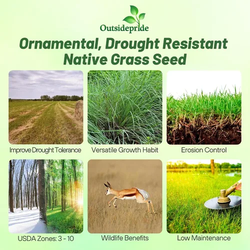 Vista 3 de Outsidepride Semilla de hierba perenne Little Bluestem – 1 libra Temporada cálida, resistente a la sequía, semillas de hierba de pradera nativa