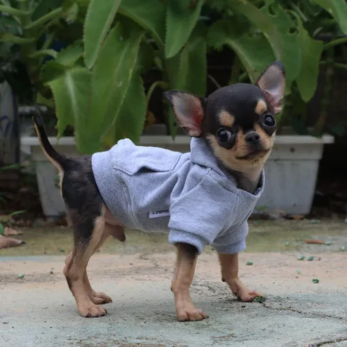 Vista 5 de LOPHIPETS Sudadera ligera de algodón para perros pequeños – Sudadera con capucha para chihuahuas, cachorros y razas juguetes - Gris/XS