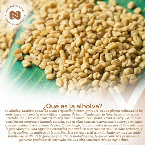 Vista 3 de Nootropics Depot Cápsulas de extracto de fenogreco 500 mg 60 ct 3% de trigonelina, 1% de protodioscina Trigonella foenum-graecum Estado