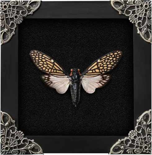 Vista 126 de 2 Real Dragonfly Specimens Shadow Box Framed Insect Display Oddities Curiosities Entomology Collection Natural History Wall Decor Gift for Nature