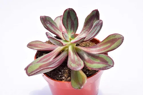 Vista 2 de Planta suculenta Echeveria viva - Suculenta Echeveria de 4 pulgadas con raíces completas (Echeveria Benitsukasa)