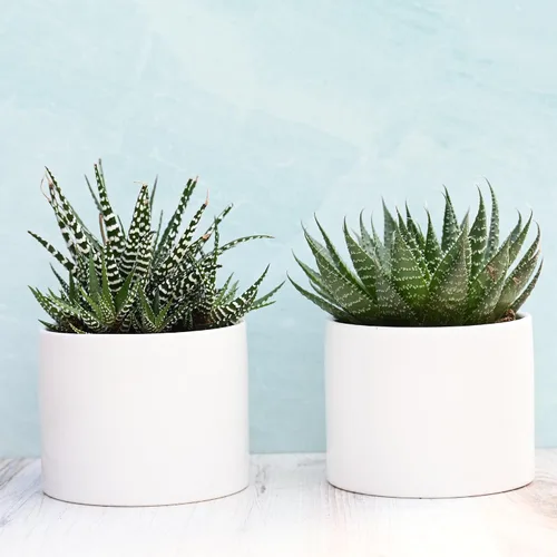 Vista 5 de Suculentas vivas en macetas - Plantas suculentas vivas en macetas (colección Echeveria)