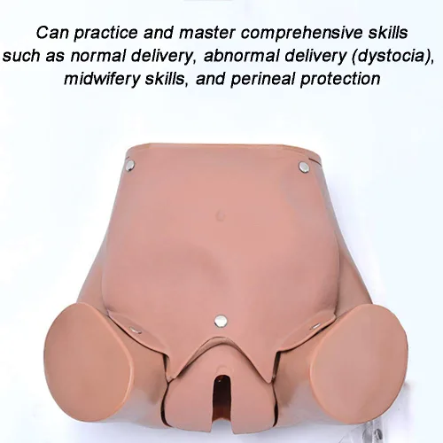 Vista 4 de Modelo de pelvis de demostración de parto, simulador de parto de tamaño real modelo anatómico pélvico de entrega molde de enseñanza de maternidad