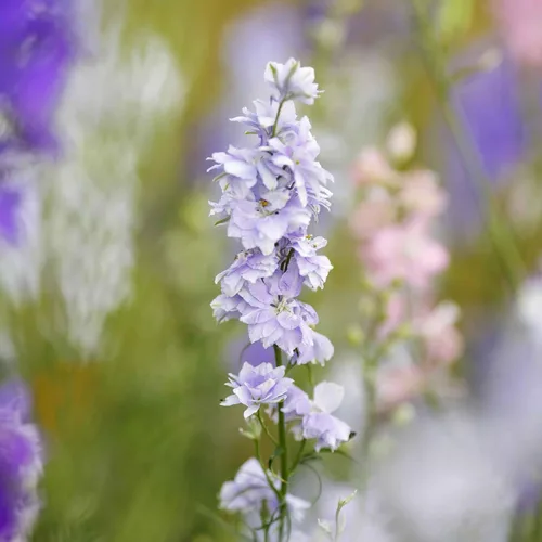 Vista 4 de Eden Brothers Semillas Delphinium - Campana Azul