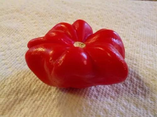 Vista 2 de Pimienta Aji - Pimienta brasileña con estrella de mar - Capsicum Baccatum, raro, exótico (100 semillas)
