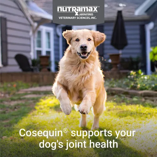 Vista 3 de Nutramax Laboratories Cosequin DS Plus MSM Professional Line para perros, 60 masticables suaves