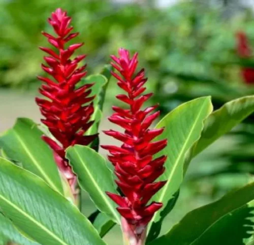 Vista 7 de Raíz de planta de jengibre rojo hawaiano ~ Grow Hawaii