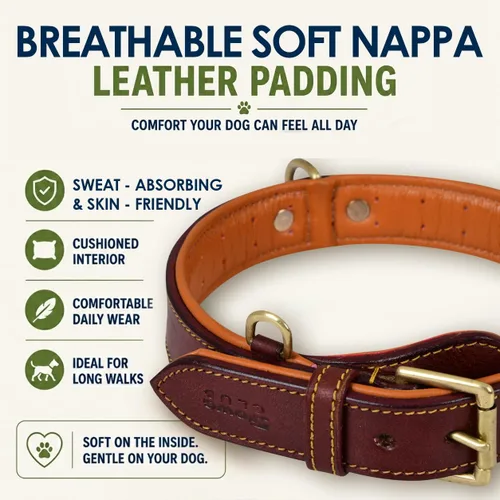Vista 4 de Collar de perro de cuero genuino, pequeño, acolchado transpirable, hebilla acolchada Hebilla de latón, pequeña, tamaño del cuello 11.5"-14.5