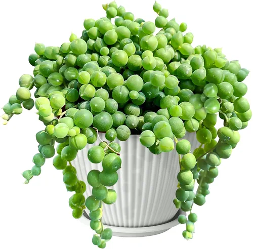 Vista 13 de Sprout N Green Suculenta viva jade dorado con maceta de rayas verdes Olla verde jade dorado